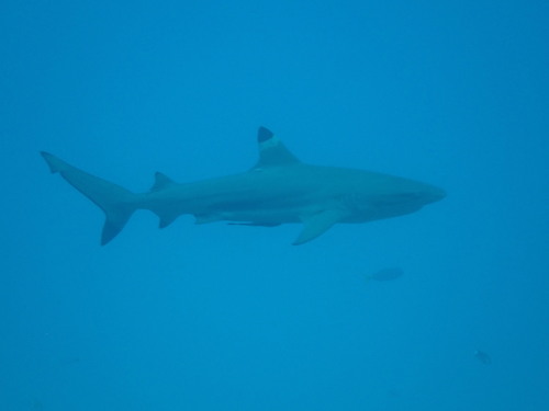 Blacktip Reef Shark (Carcharhinus melanopterus)