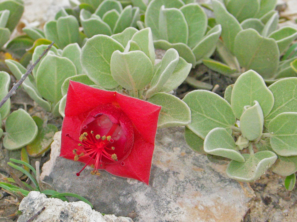 Megistostegium perrieri