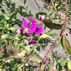 Polygala × dalmaisiana