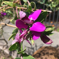 Polygala × dalmaisiana