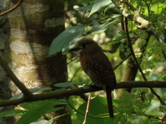 Malacoptila mystacalis