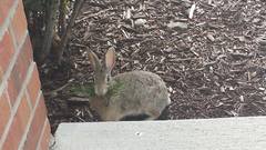Sylvilagus