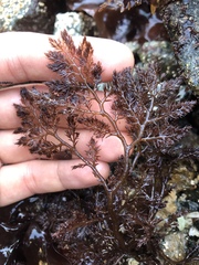 Odonthalia floccosa