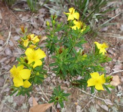 Hypericum microsepalum
