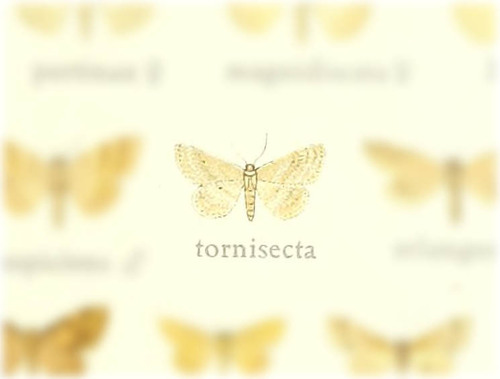 Scopula tornisecta