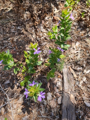 Image of Broad-Leaved Fanflower (Scaevola platyphylla) by (c) Belinda Forbes, some rights reserved (CC BY)