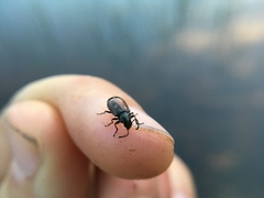 Helopini