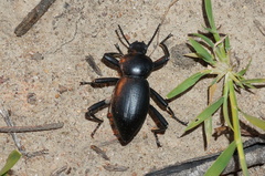 Coelocnemis dilaticollis