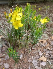 Hypericum microsepalum
