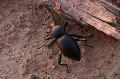 Coelocnemis dilaticollis