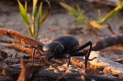 Coelocnemis dilaticollis