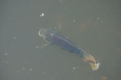 Astronotus ocellatus