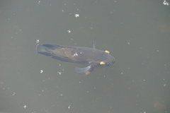 Astronotus ocellatus