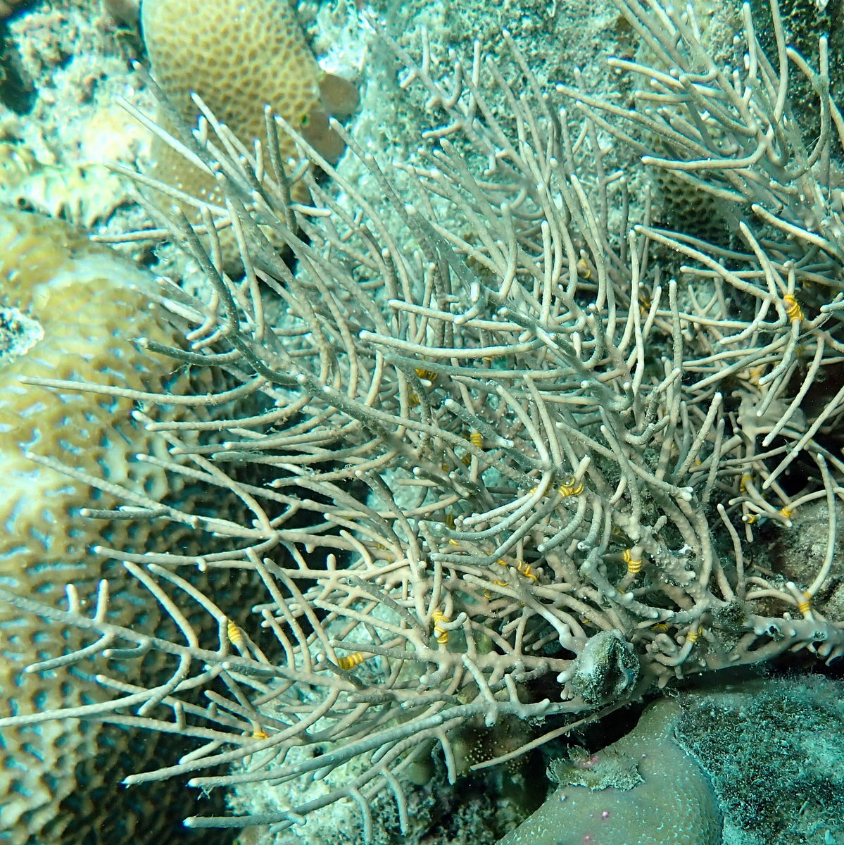 Pinnigorgia flava (Nutting, 1910)