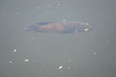Astronotus ocellatus