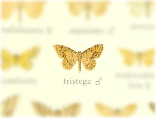 Idaea tristega