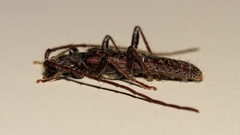 Phlyctaenodes pustulata