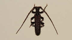 Phlyctaenodes pustulata