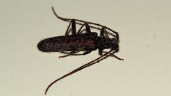 Phlyctaenodes pustulata