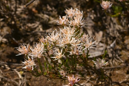 Andersonia aristata, 2023-10-16