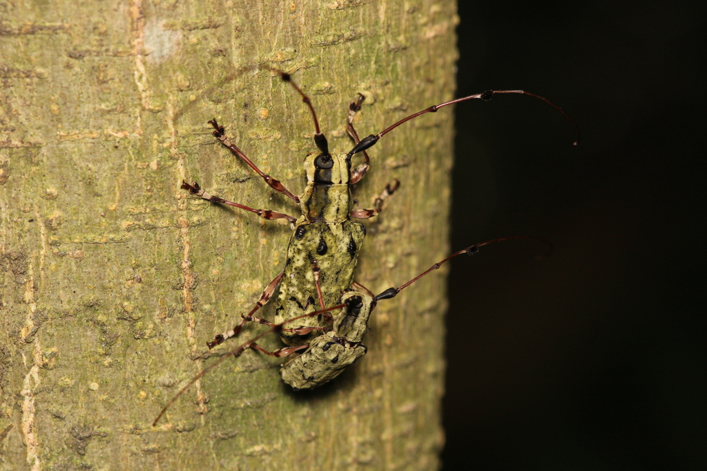Phacellocera plumicornis