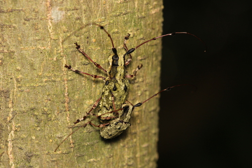 Phacellocera plumicornis