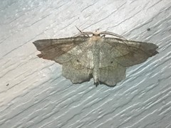 Euchlaena marginaria