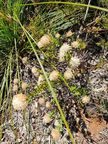 Pimelea ciliata, photograph 3