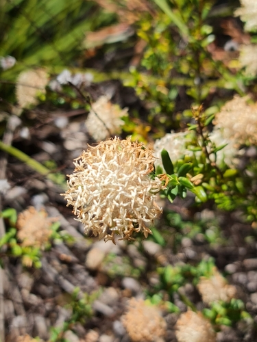 Pimelea ciliata, photograph 4
