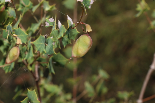 Image of Bossiaea aquifolium by (c) Greg Tasney, some rights reserved (CC BY-SA)