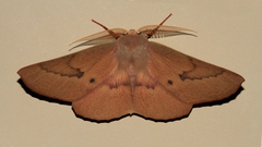 Monoctenia falernaria