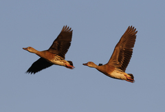 Plumed Whistling-Duck photo 5