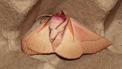 Monoctenia falernaria