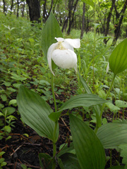 Cypripedium macranthos