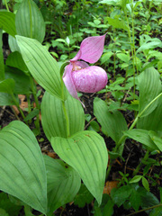 Cypripedium macranthos