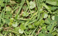Hydrocotyle microphylla