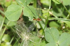 Leptotarsus subtener