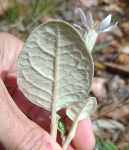 Image of Olearia pannosa by (c) Peter Crowcroft, some rights reserved (CC BY)