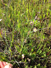 Thysanocarpus radians