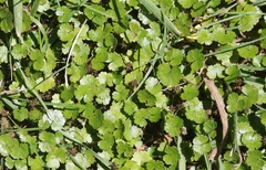 Hydrocotyle microphylla