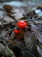 Hygrocybe minutula
