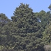 Podocarpus - Photo (c) James Bailey, μερικά δικαιώματα διατηρούνται (CC BY-NC), uploaded by James Bailey