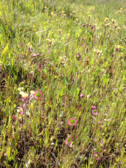 Thysanocarpus radians