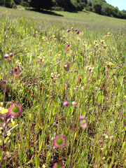 Thysanocarpus radians