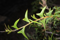 Acacia delphina (Acacia delphina)