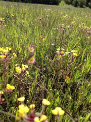 Thysanocarpus radians