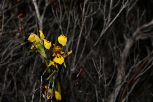 Image of Diuris concinna by (c) Thomas Mesaglio, some rights reserved (CC BY)