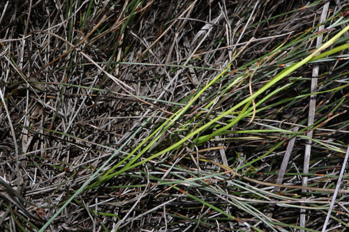 Image of Diuris concinna by (c) Thomas Mesaglio, some rights reserved (CC BY)