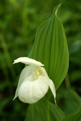 Cypripedium macranthos