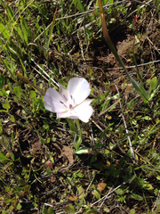 Calochortus uniflorus
